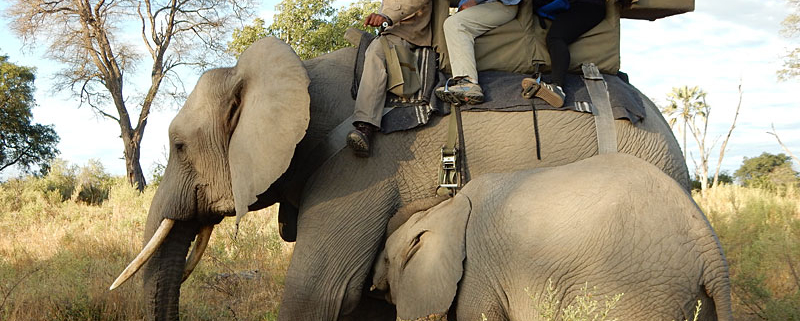 Author and daughter riding an elephant at Abu Camp