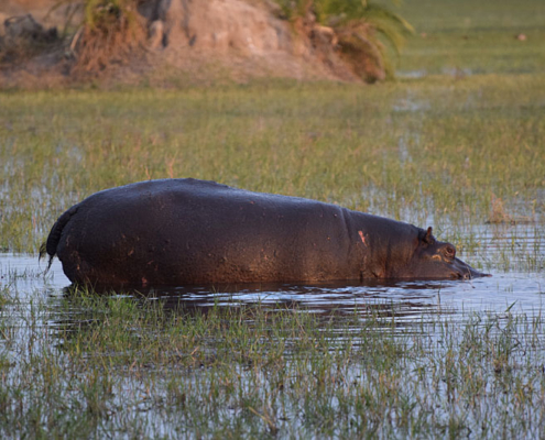Hippo at Mombo Camp, Botswana