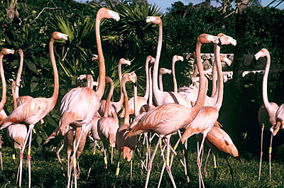 Xcaret Flamingos