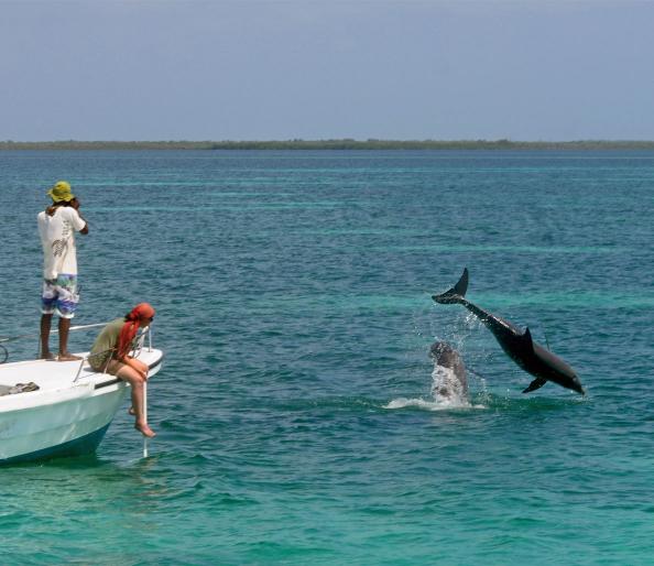 Belize: Dolphin Research