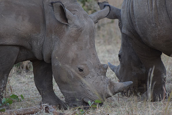 Zambia Rhinos