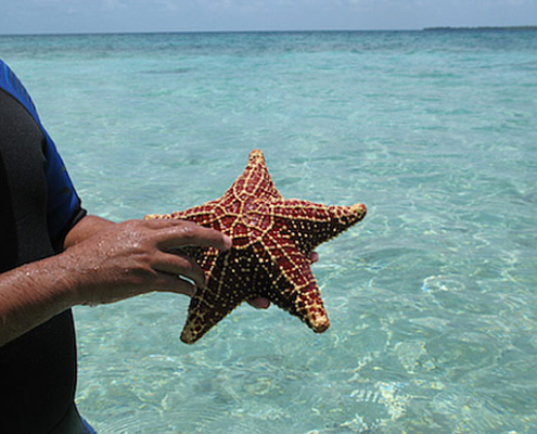 A starfish at Robert's Caye