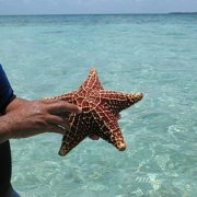 A starfish at Robert's Caye
