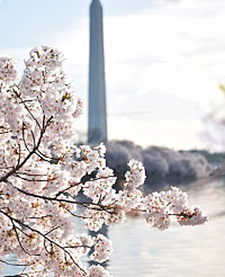 Things to do DC's Cherry Blossom Season