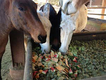 Mules eating apples