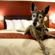 Pets are free at Red Roof Inns