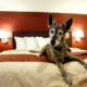 Pet-friendly hotel chains
