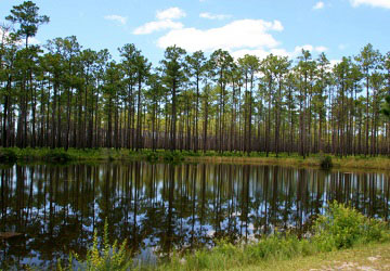 Okefenokee Swamp in Georgia