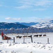 Explore Yellowstone National Park in Winter