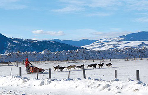 Explore Yellowstone National Park in Winter