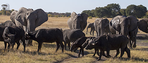 Zimbabwe Hwange Linkwasha Elephants herding Buffalo