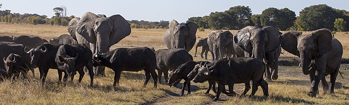 Zimbabwe Hwange Linkwasha Elephants herding Buffalo