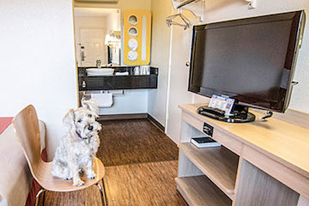 Hotels that Welcome Your Furry Friends