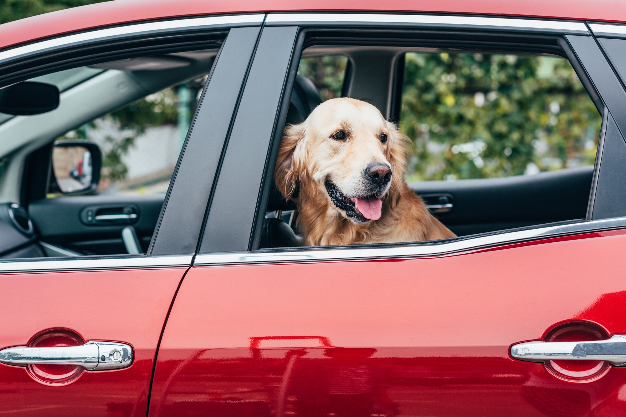 cute golden retriever dog looking out of car window