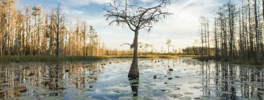 A lone cypress tree stands in a pond of lilypads in the Okefenokee swamp at sunset.