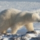 A polar bear on a snowfield in Manitoba.