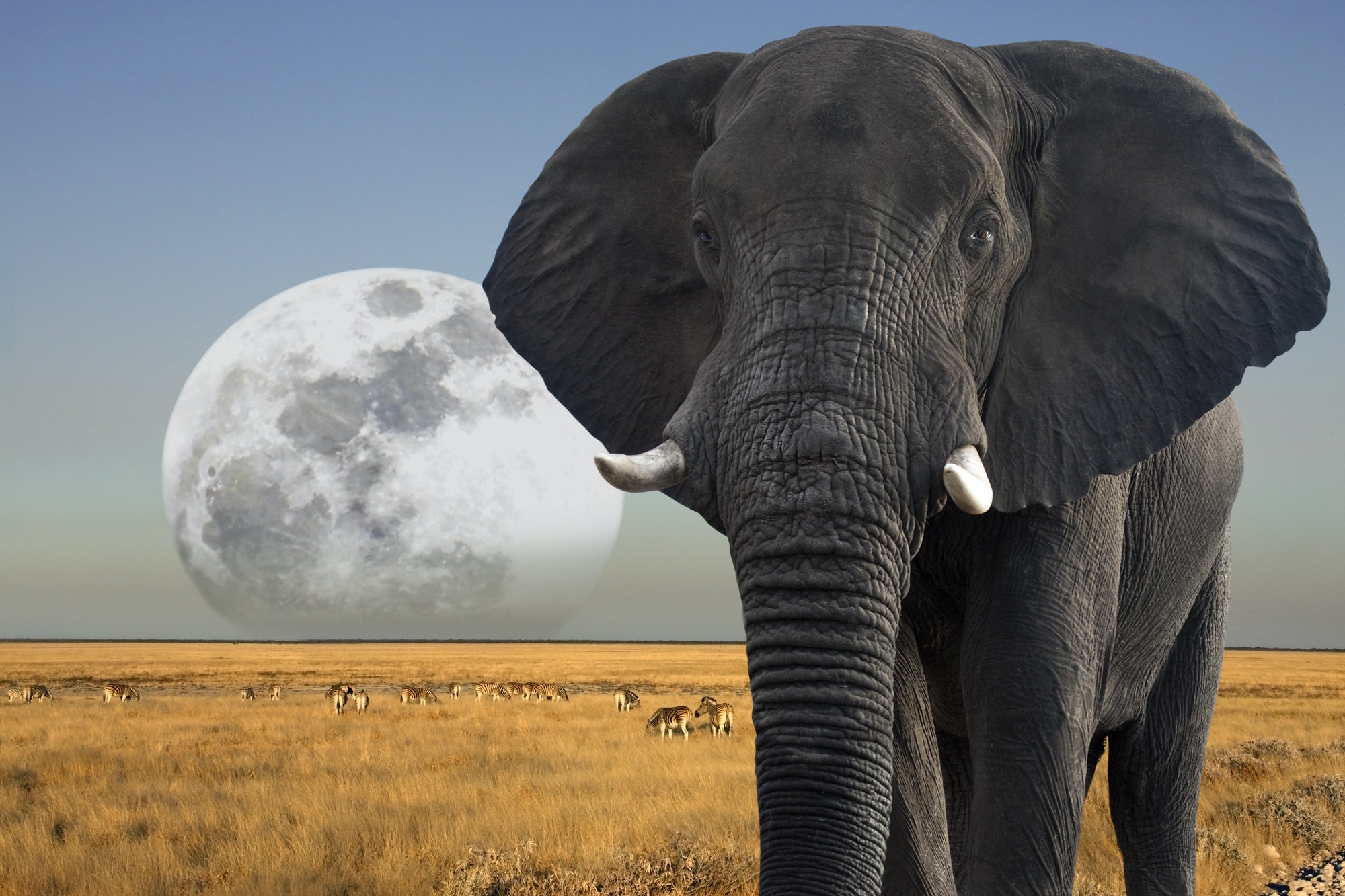 African Elephant - Moon rising over wildlife in Etosha National Park in Namibia