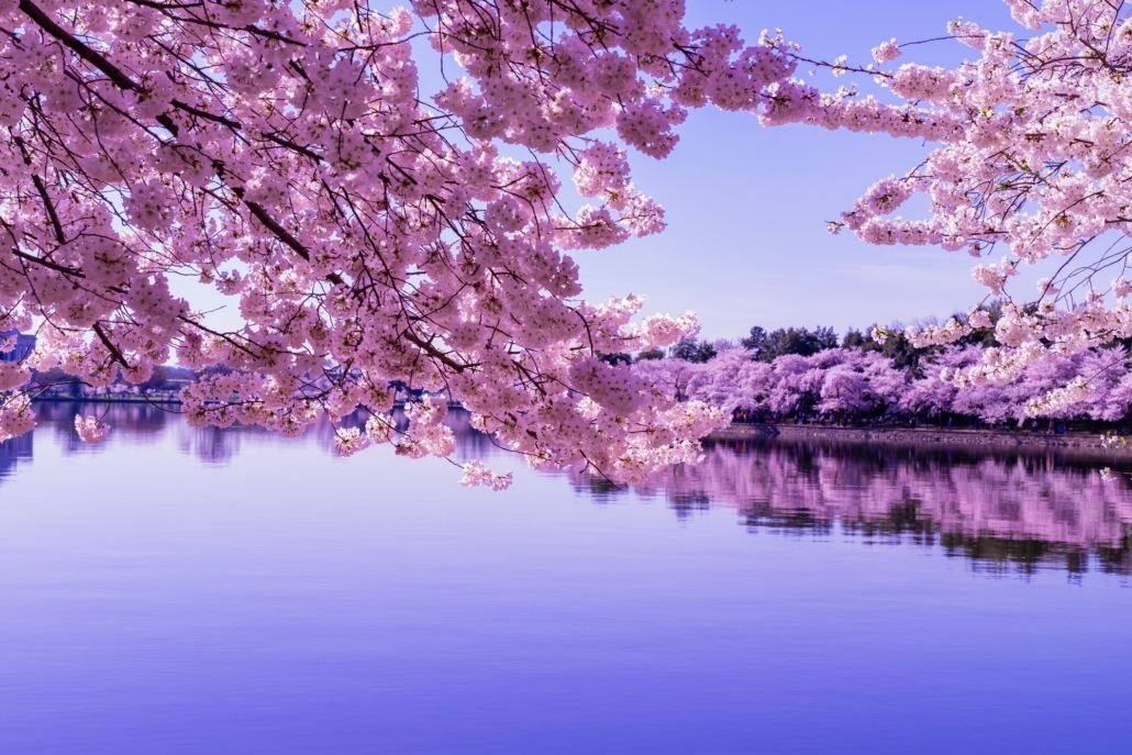 6 Things to Do During DC's Cherry Blossom Season Great Family Vacations