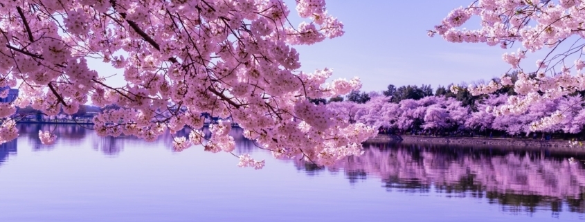 Cherry blossom festival Washington DC