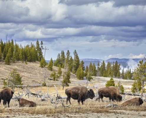 Herd of American bison (Bison bison) grazing in Yellowstone Nati