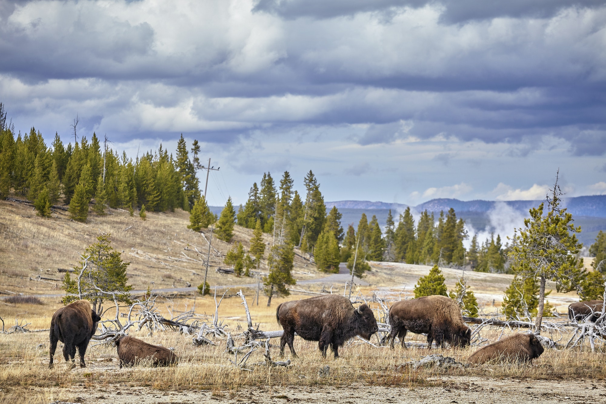 Herd of American bison (Bison bison) grazing in Yellowstone Nati