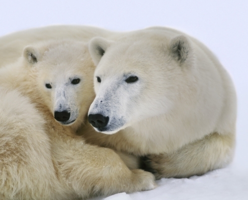 Polar bear with cub, Ursus maritimus, Hudson Bay, Canada