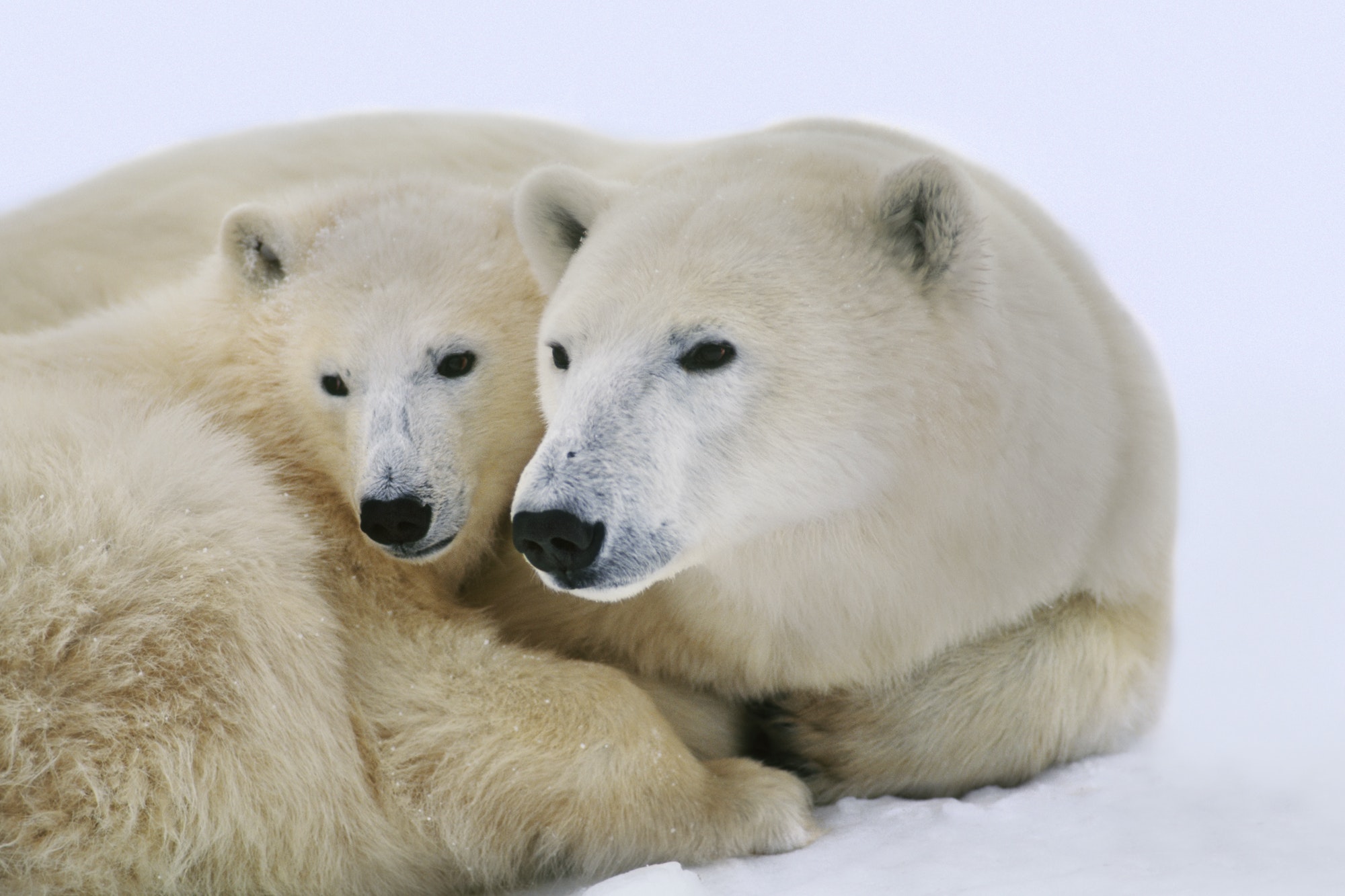 Polar bear with cub, Ursus maritimus, Hudson Bay, Canada