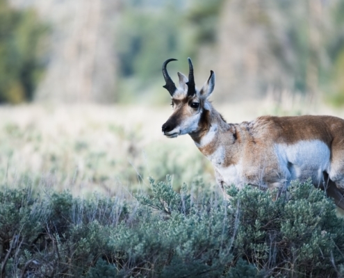 Pronghorn Antelope: Yellowstone