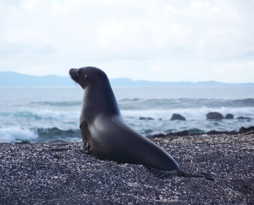 Sea lion on the Galápagos Islands