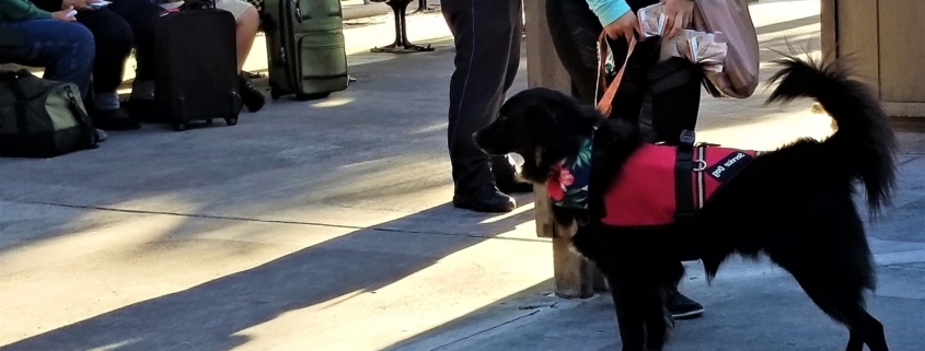 Service Dog Ready to Board the Airplane