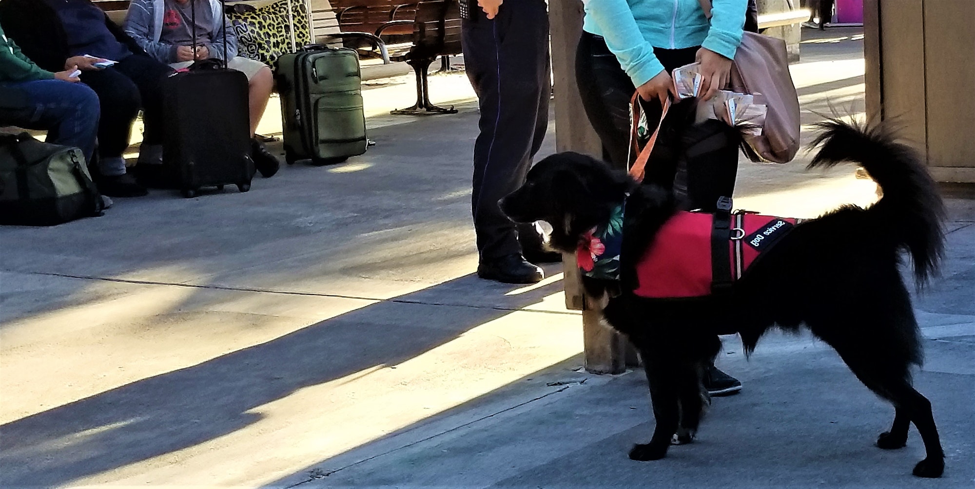 Service Dog Ready to Board the Airplane