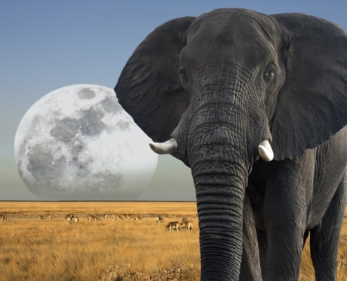 African Elephant - Moon rising over wildlife in Etosha National Park in Namibia