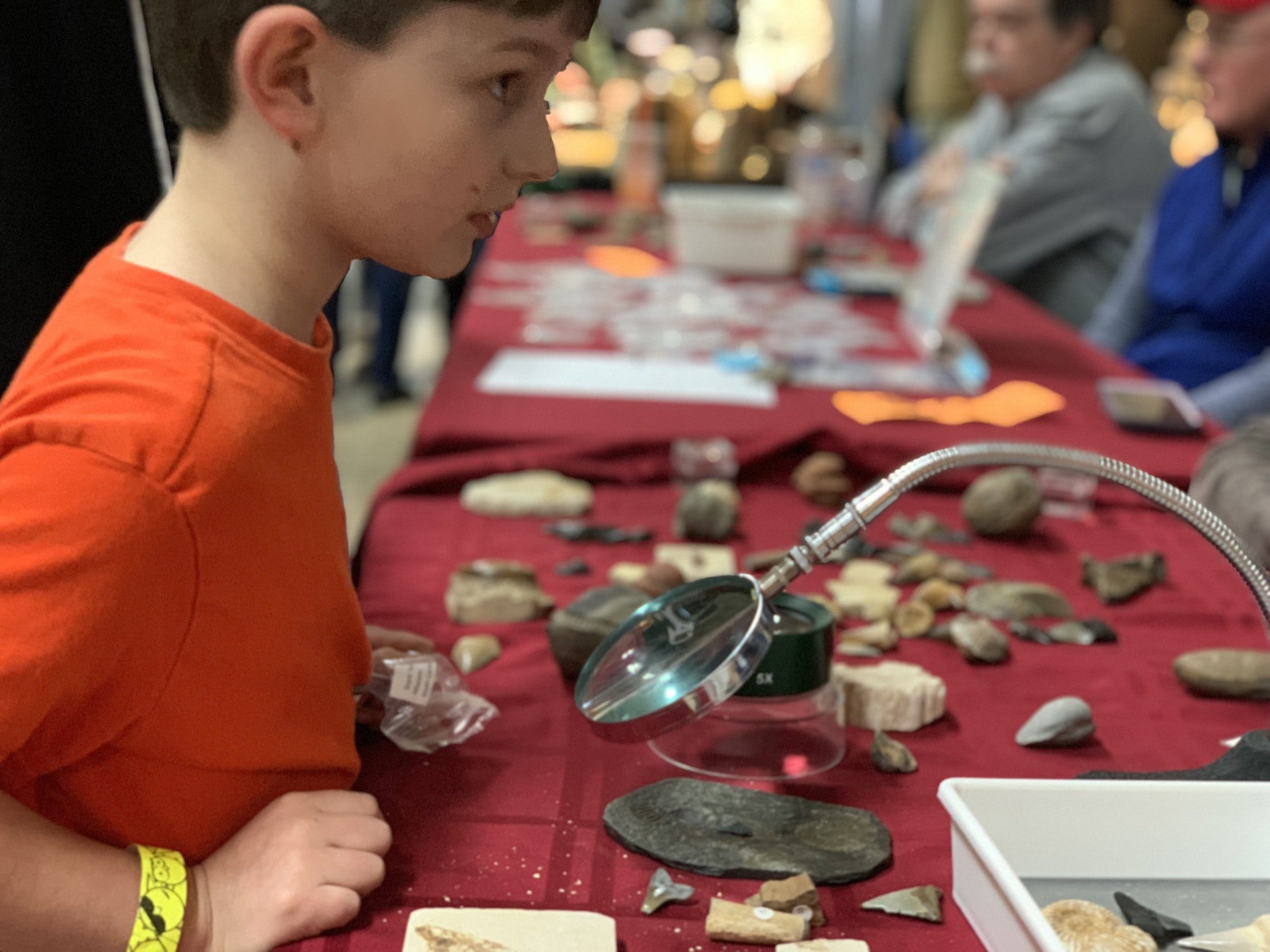 Little boy looking at fossils through a magnifying glass at a rock and gem show