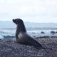 Sea lion on the Galápagos Islands