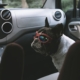 French bulldog in a truck wearing a pair of pilot goggles ready to go. Travel concept with pets
